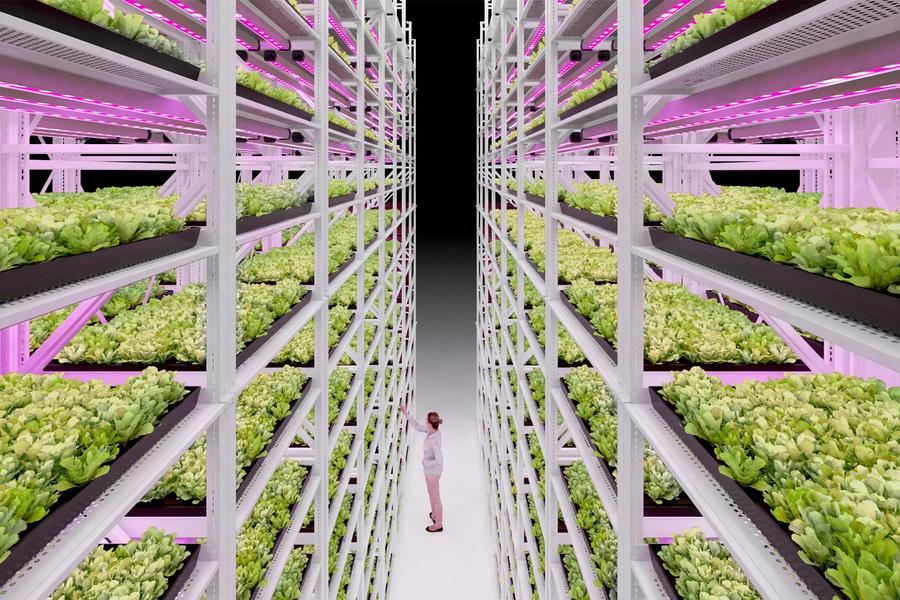 ESTANTERÍA DE CRECIMIENTO VERTICAL PARA HOJAS VERDES O MICROVERDES