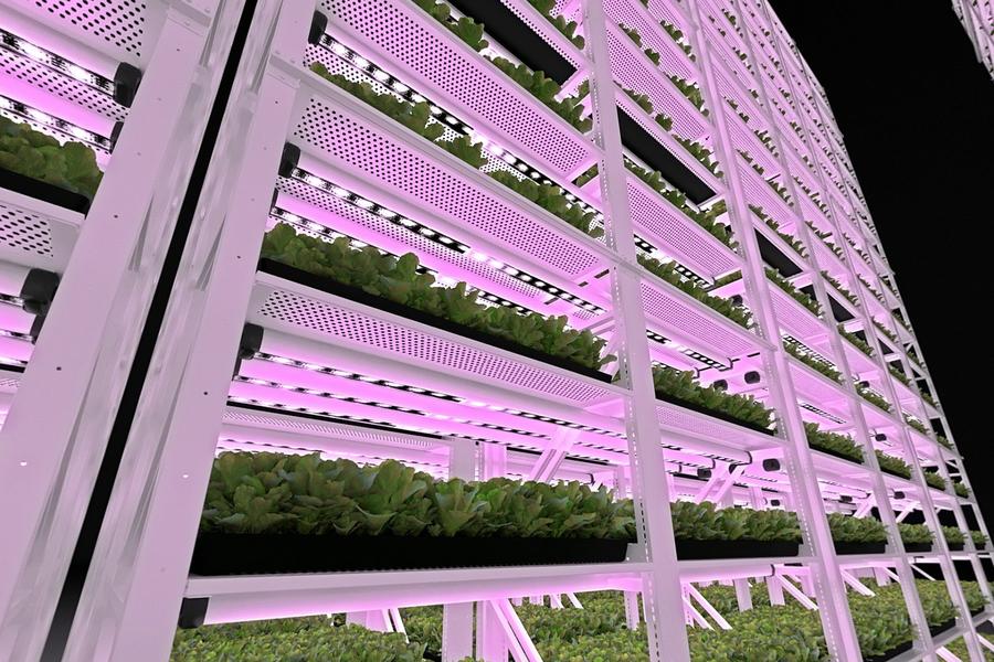 ESTANTERÍA DE CRECIMIENTO VERTICAL PARA HOJAS VERDES O MICROVERDES